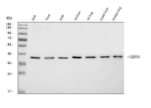 Anti-ABHD4 Antibody Picoband® Boster Bio