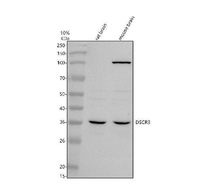 Anti-VPS26C Antibody Picoband® Boster Bio