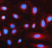 Anti-LRP11 Antibody Picoband®
