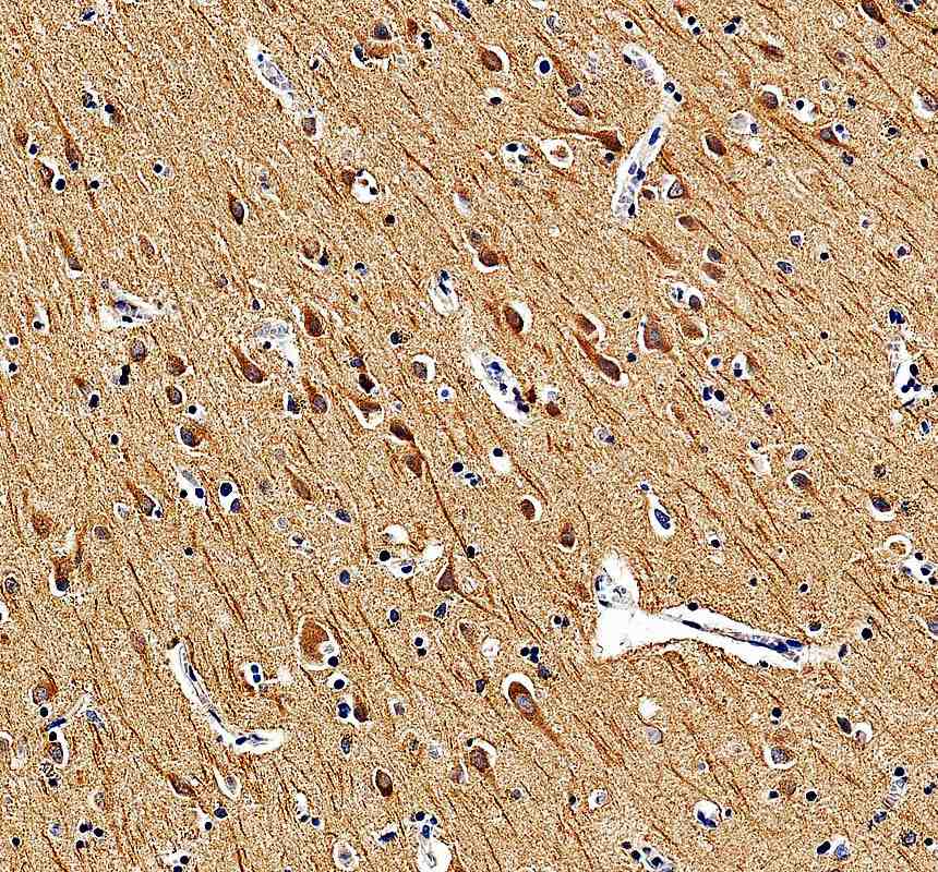 Anti-LRP11 Antibody Picoband®