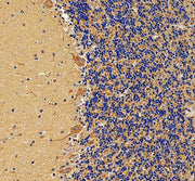 Anti-LRP11 Antibody Picoband®