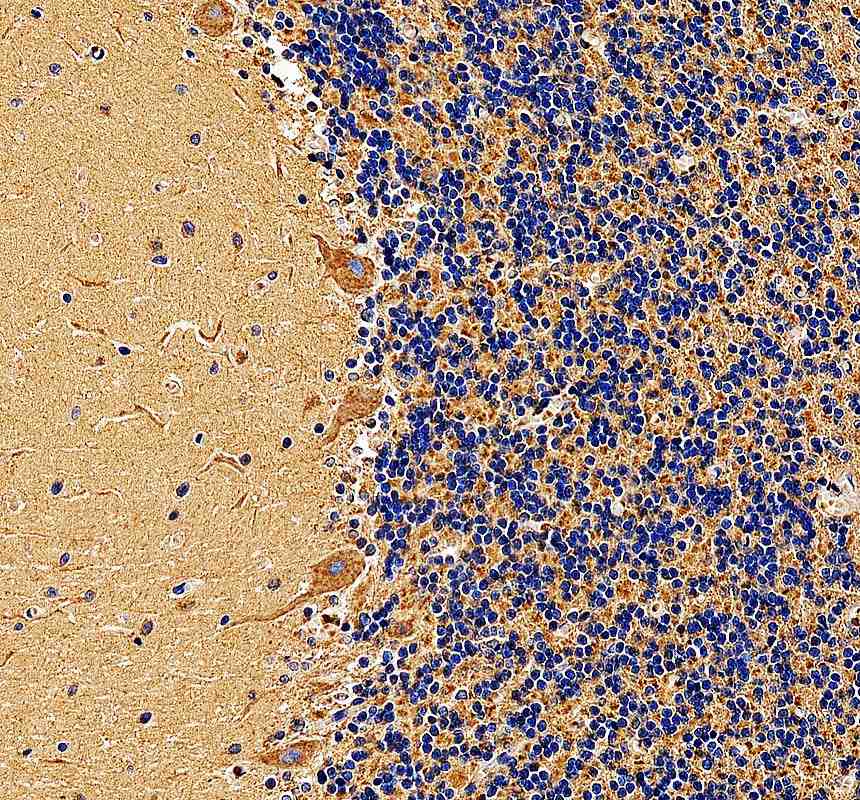 Anti-LRP11 Antibody Picoband®