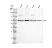 Anti-LRP11 Antibody Picoband®