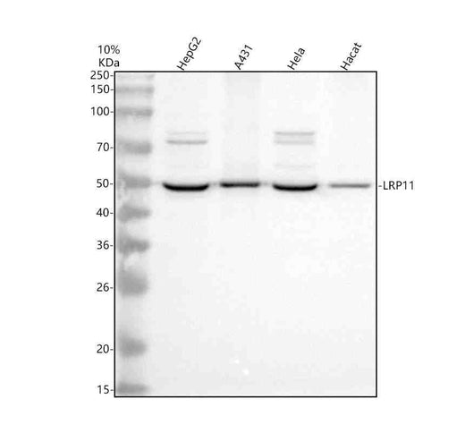 Anti-LRP11 Antibody Picoband®