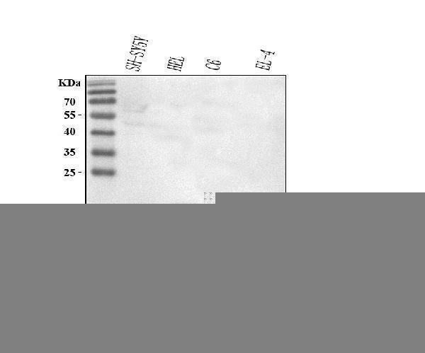 Anti-NAP1L5 Antibody Picoband® Boster Bio