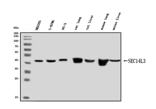 Anti-SEC14L3/TAP2 Antibody Picoband® Boster Bio