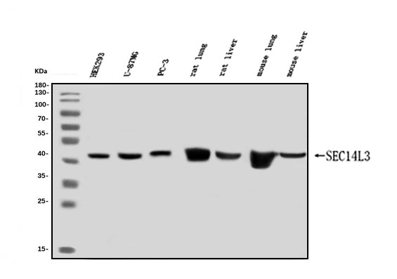 Anti-SEC14L3/TAP2 Antibody Picoband® Boster Bio