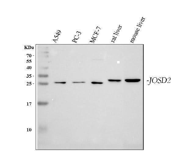 Anti-JOSD2 Antibody Picoband® Boster Bio