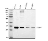 Anti-IAH1 Antibody Picoband® Boster Bio
