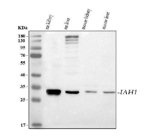 Anti-IAH1 Antibody Picoband® Boster Bio
