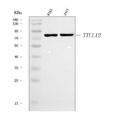 Anti-TTLL12 Antibody Picoband® Boster Bio