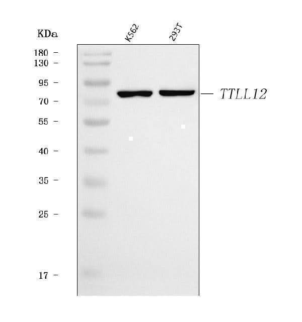 Anti-TTLL12 Antibody Picoband® Boster Bio