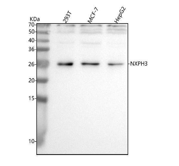 Anti-NXPH3 Antibody Picoband® Boster Bio