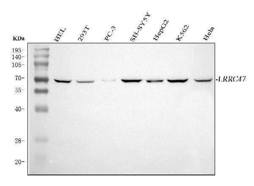 Anti-LRRC47 Antibody Picoband® Boster Bio