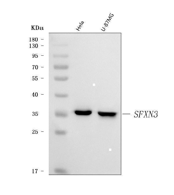 Anti-SFXN3 Antibody Picoband® Boster Bio