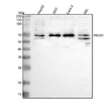 Anti-PROX2 Antibody Picoband® Boster Bio
