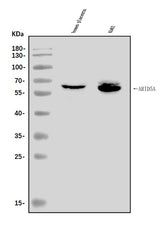 Anti-ARID5A Antibody Picoband® Boster Bio