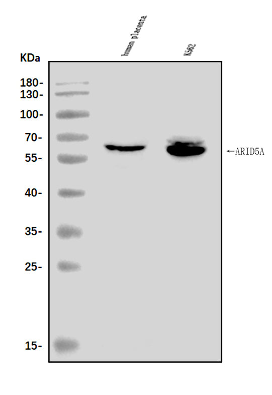 Anti-ARID5A Antibody Picoband® Boster Bio