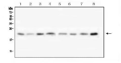 Anti-Transmembrane protein 199 TMEM199 Antibody Picoband® Boster Bio