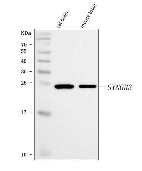 Anti-Synaptogyrin 3/SYNGR3 Antibody Picoband® Boster Bio
