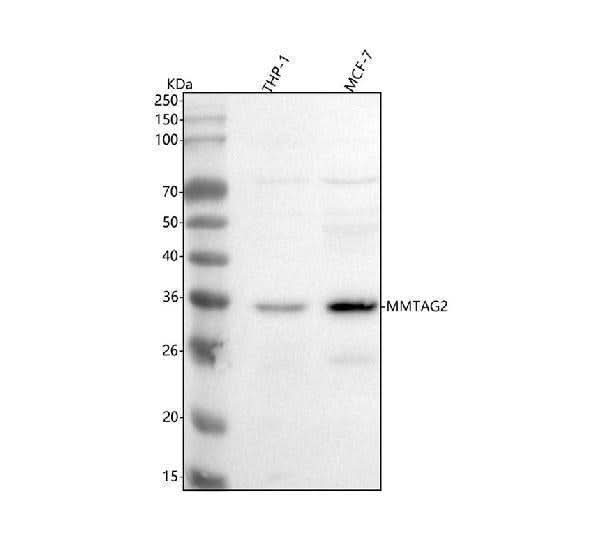 Anti-MMTAG2 Antibody Picoband® Boster Bio