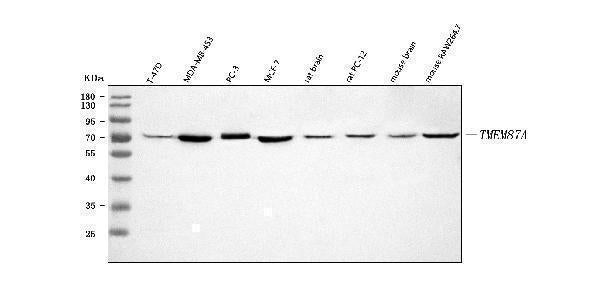 Anti-TMEM87A Antibody Picoband® Boster Bio
