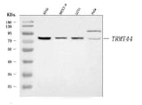 Anti-TRMT44 Antibody Picoband® Boster Bio