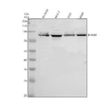Anti-DHX40 Antibody Picoband® Boster Bio