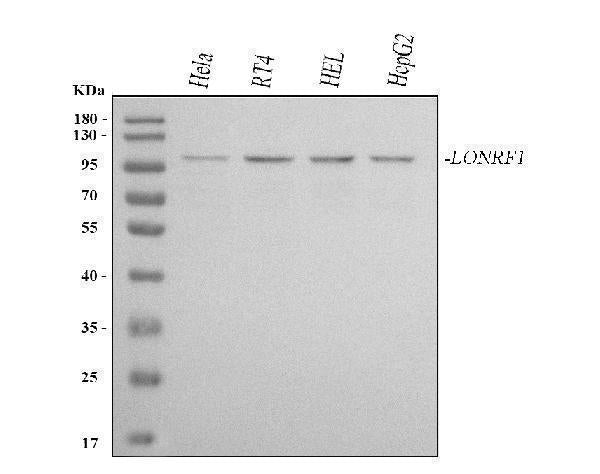 Anti-LONRF1 Antibody Picoband® Boster Bio