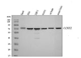 Anti-LCMT2 Antibody Picoband® Boster Bio