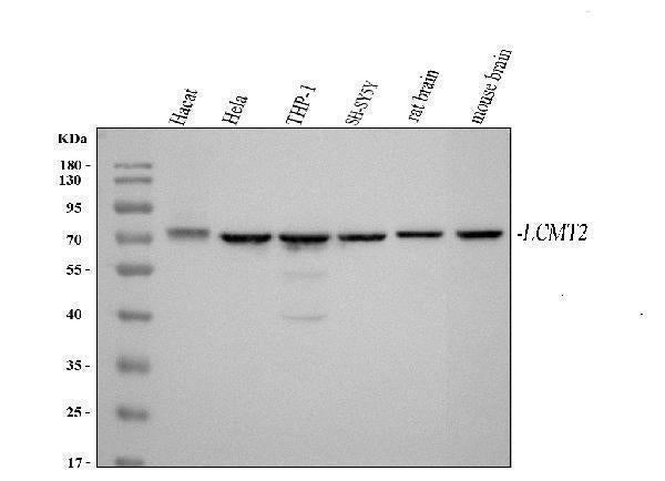Anti-LCMT2 Antibody Picoband® Boster Bio