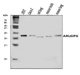 Anti-ARL6IP6 Antibody Picoband® Boster Bio