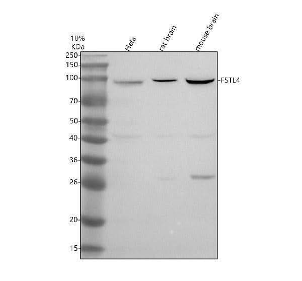 Anti-FSTL4 Antibody Picoband® Boster Bio
