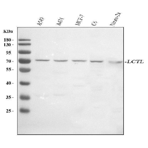 Anti-LCTL Antibody Picoband® Boster Bio