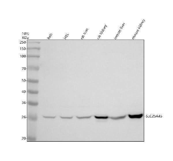 Anti-SLC25A45 Antibody Picoband® Boster Bio