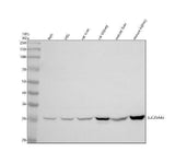 Anti-SLC25A45 Antibody Picoband® Boster Bio
