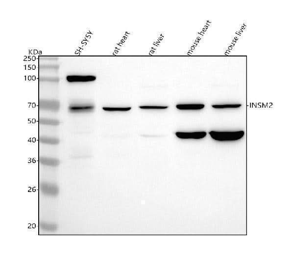 Anti-INSM2 Antibody Picoband® Boster Bio