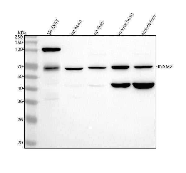 Anti-INSM2 Antibody Picoband® Boster Bio