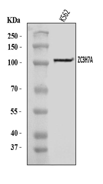 Anti-ZC3H7A Antibody Picoband® Boster Bio