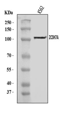 Anti-ZC3H7A Antibody Picoband® Boster Bio