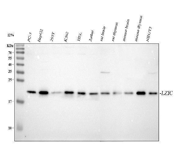 Anti-LZIC Antibody Picoband® Boster Bio