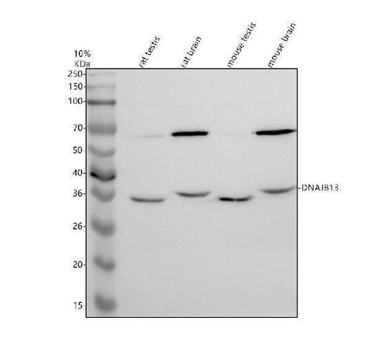 Anti-DNAJB13 Antibody Picoband® Boster Bio