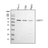 Anti-LRRN4 Antibody Picoband® Boster Bio