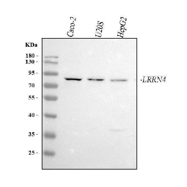 Anti-LRRN4 Antibody Picoband® Boster Bio