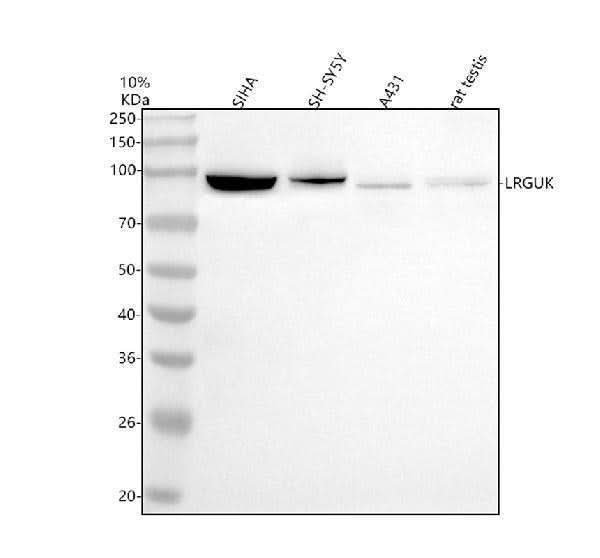 Anti-LRGUK Antibody Picoband® Boster Bio