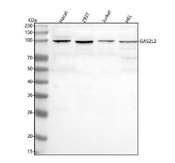 Anti-GAS2L2 Antibody Picoband® Boster Bio