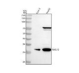 Anti-RASL12 Antibody Picoband® Boster Bio