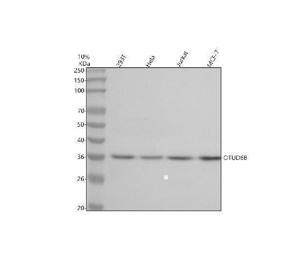 Anti-OTUD6B Antibody Picoband® Boster Bio