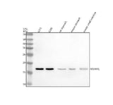 Anti-MS4A4E Antibody Picoband® Boster Bio