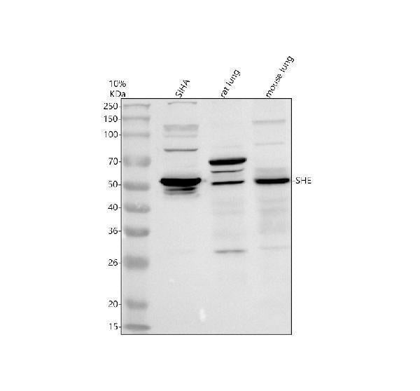 Anti-SHE Antibody Picoband® Boster Bio